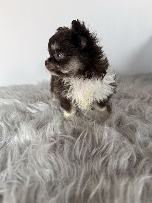 “MENINA“ Chihuahua “MINI” de bolsa , pêlo longo