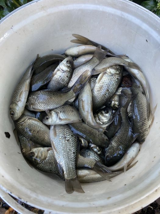 Narybek karasia srebrzystego / żywiec / japoniec/ karaś