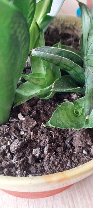 Сансиверія ханні лайм