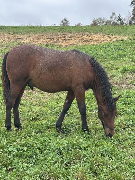 Hucuły, ogierki, źrebieta