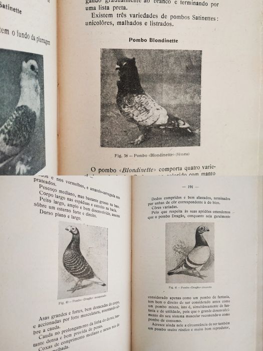 Manual de Columbicultura 1936 pombos