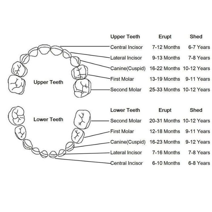 Caixa madeira guardar Dentes filhos bebes, Cordão Umbilical