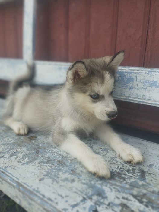 Продаються цуцики сибірської хаскі
