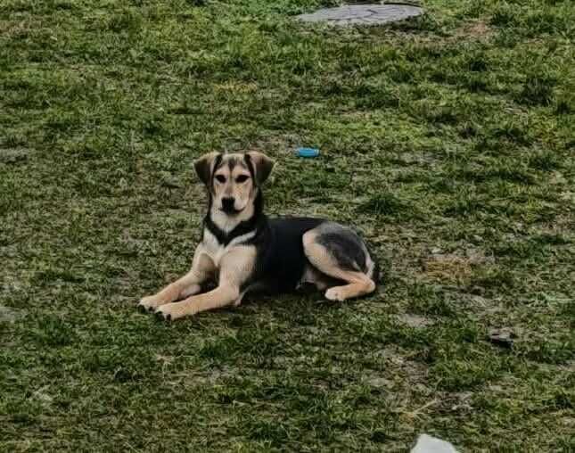 Цуценя шукає дім