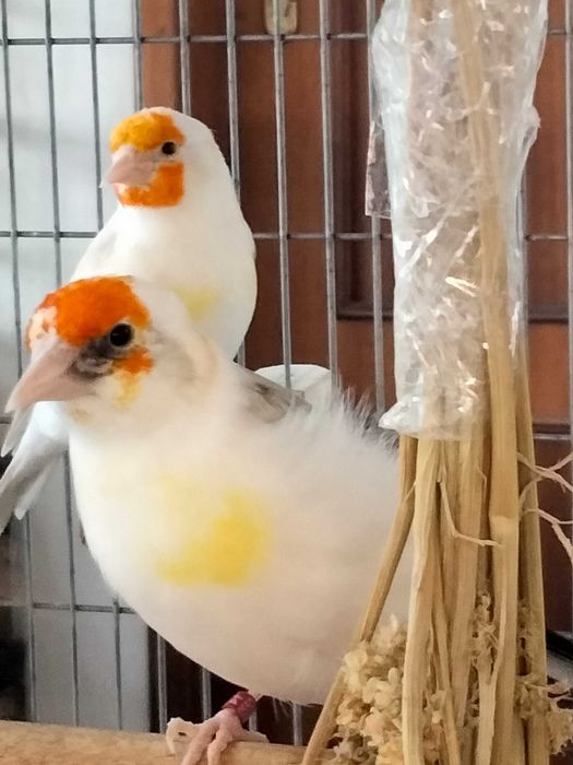 Pintassilgos Major para cedência.Criador registado no ICNF. 15PT0027/B