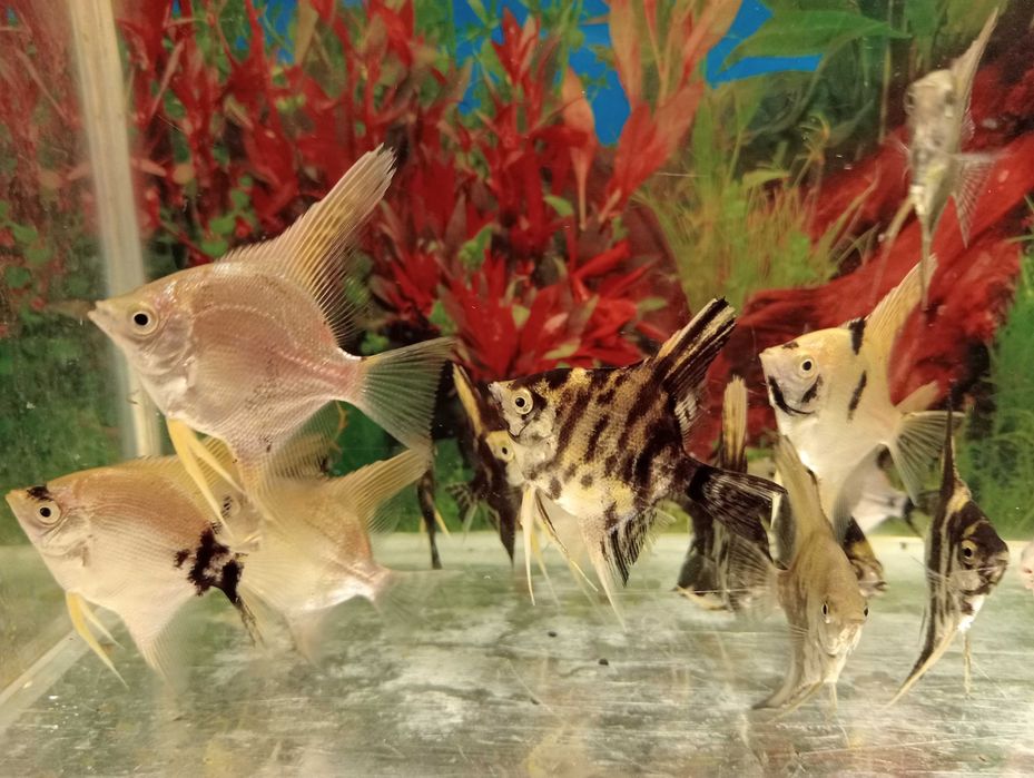 Skalary różne mix kolorów