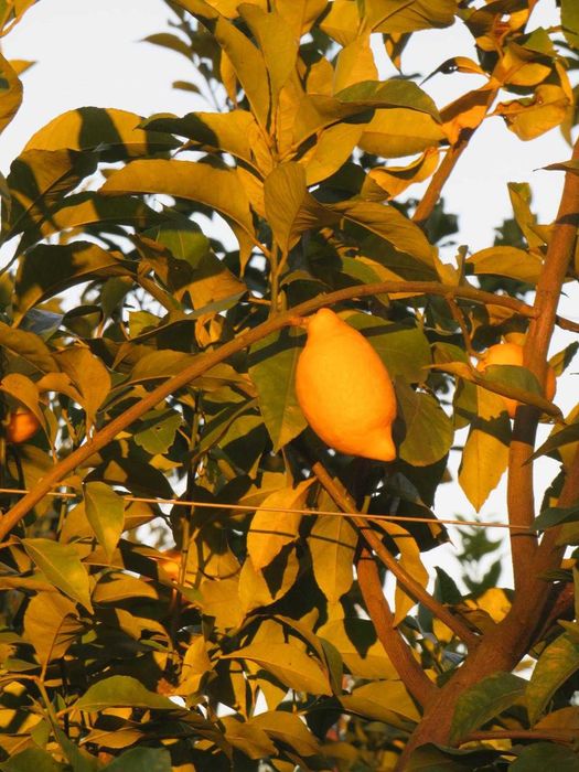 Limões 100% de agricultura biológica!