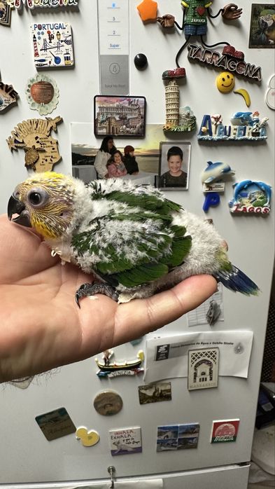 Aratinga Jandaya para terminar de criar a mao