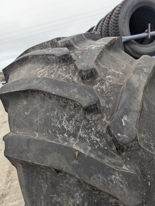 650/65R42 Trelleborg TM800 opona rolnicza