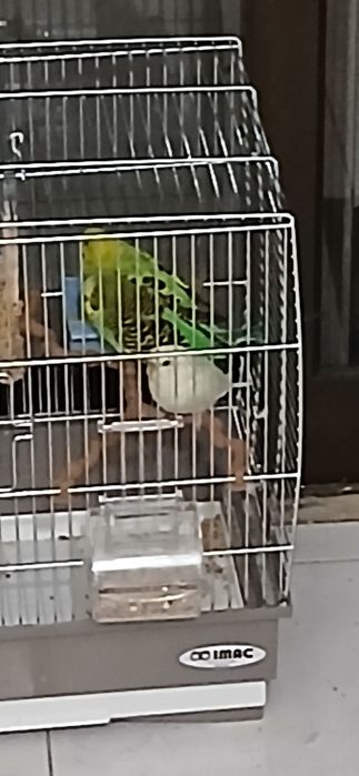 Piriquitos macho por femea