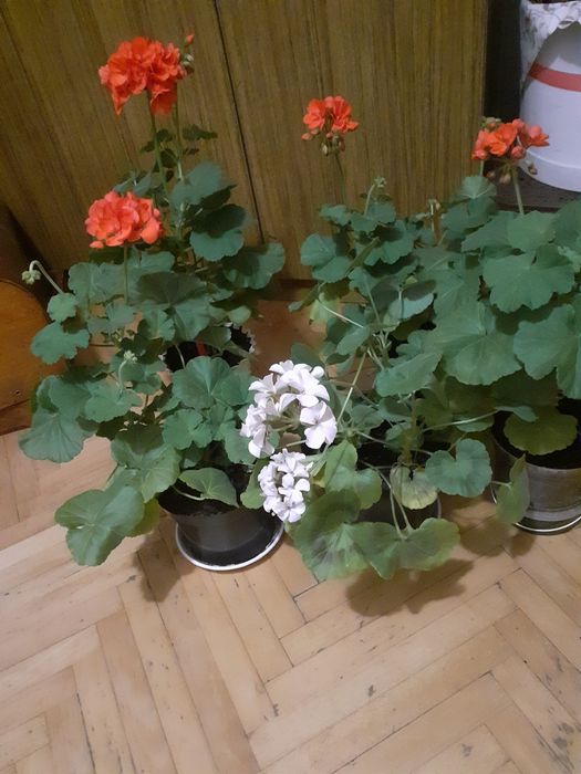 Герань.Пеларгония зональная.