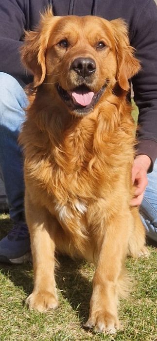 Golden Retriever reproduktor krycie Młodzieżowy Champion Polski