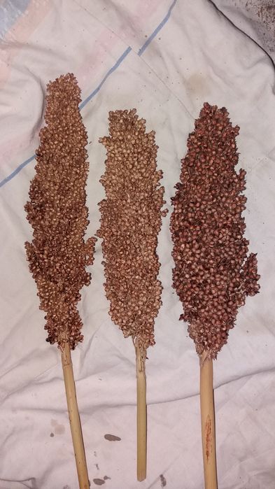 Просо сорго красное