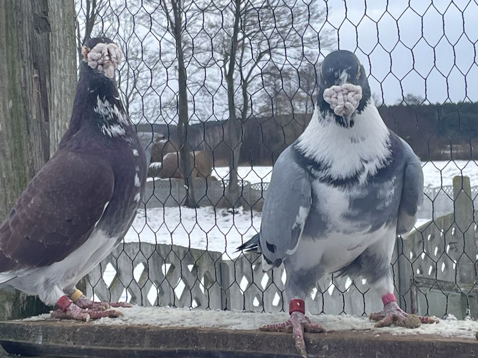 Gołębie staropolskie