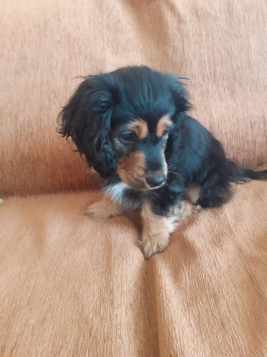 Песик 3 місяці дівч