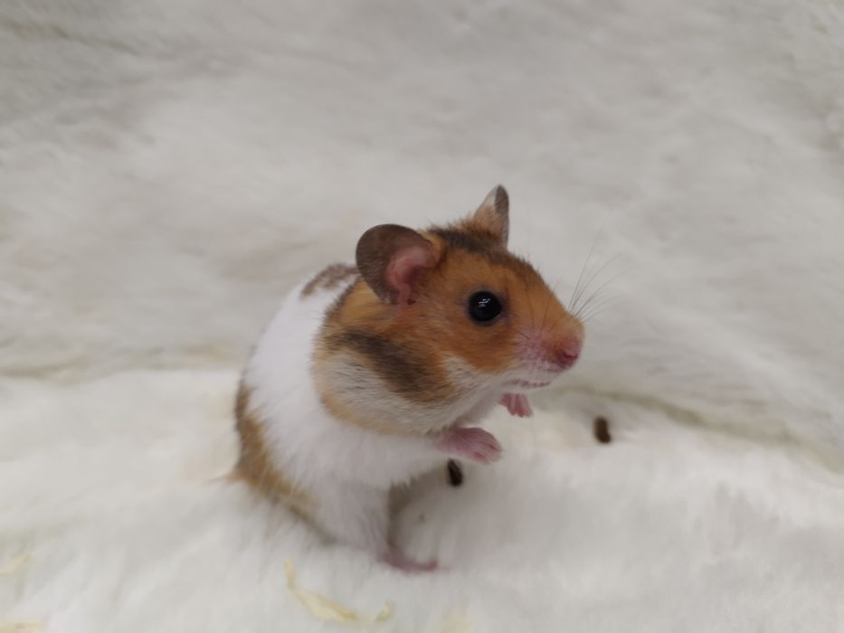 Chomik Syryjski (samiec) MASSON