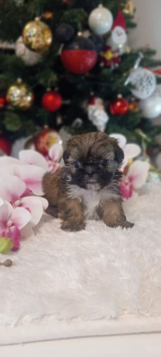 Piękna suczka Shih Tzu GOTOWA do zmiany domku