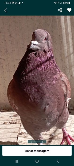 Pombos para venda