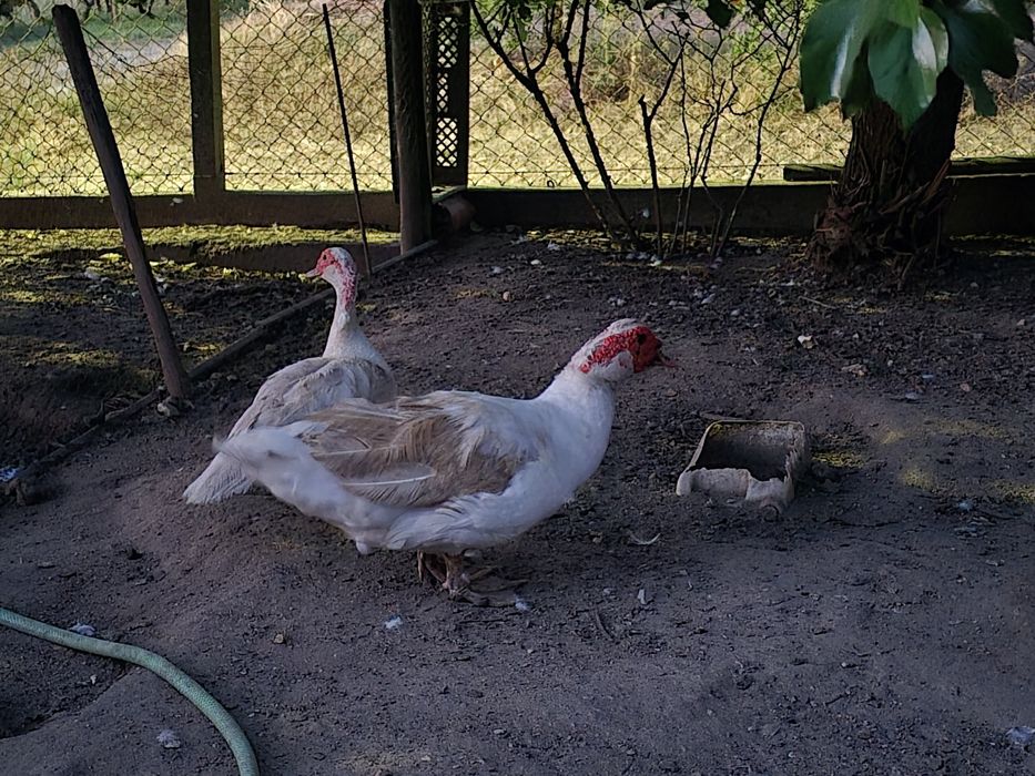 Patos mudos jovens e adultos