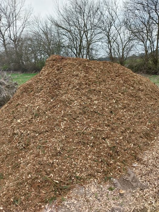 Zrębka ogrodowa  sciułkowa