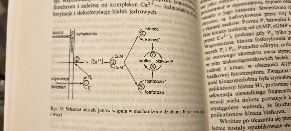 Fitochrom i morfogeneza roślin Jan Kopcewicz, i in.
