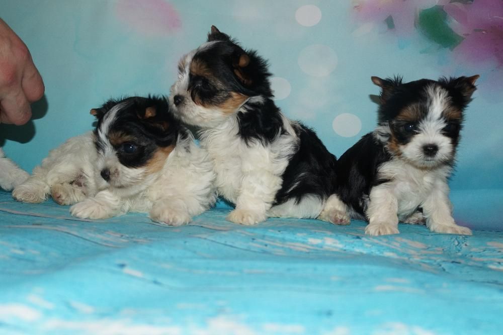 Бивер йорк терьеры - Кукольные девченки и мальчишки