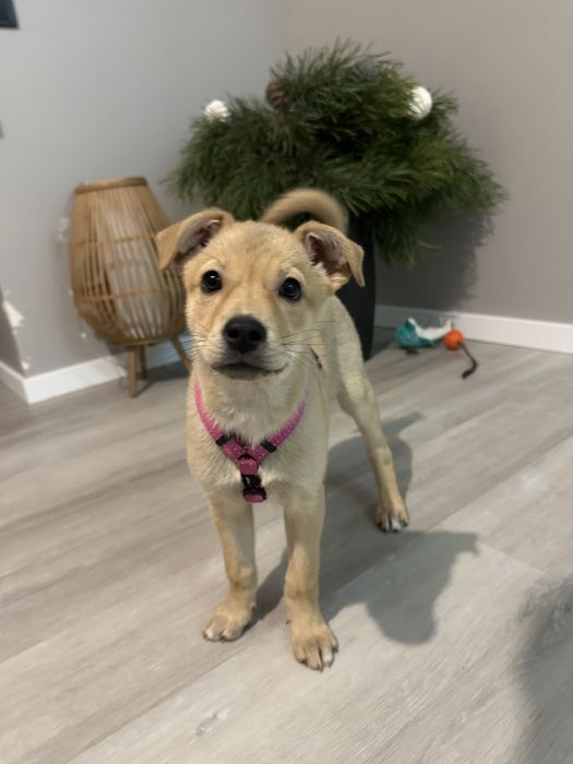 Безкоштовно! Щеня