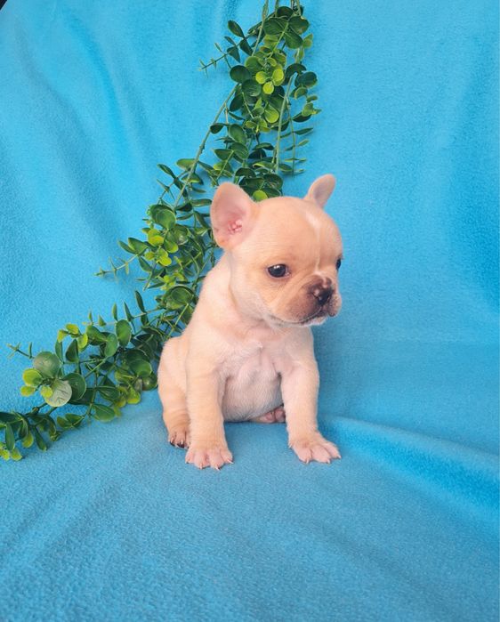 Excelente menina Bulldog/Bouledogue Francês de Qualidade