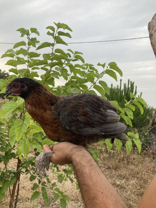 Franga cruzamento de Marans com Rhode Island Red