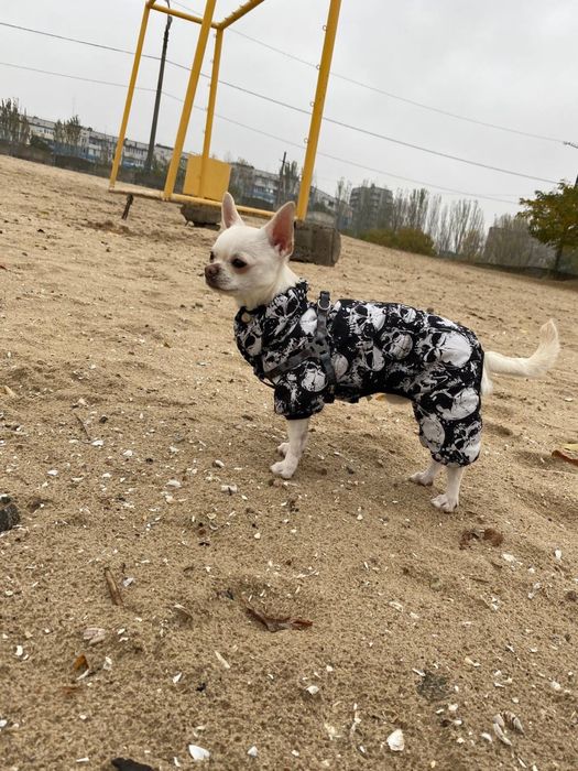 Молодой самец ищет любовь