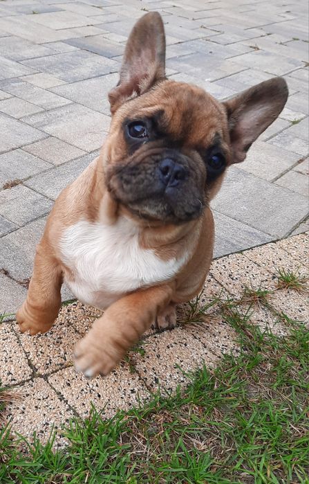 Szczeniaczek buldog francuski