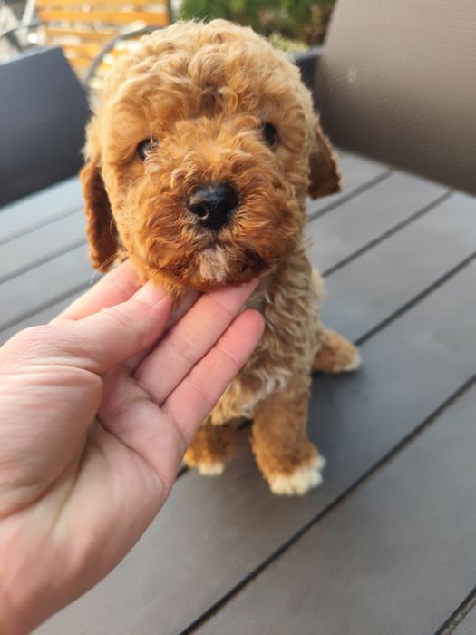 Pudel miniaturowy rudy, red