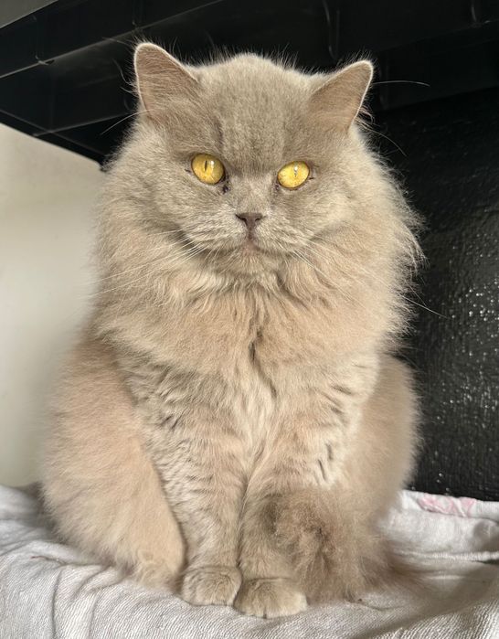 Scottish straight menina