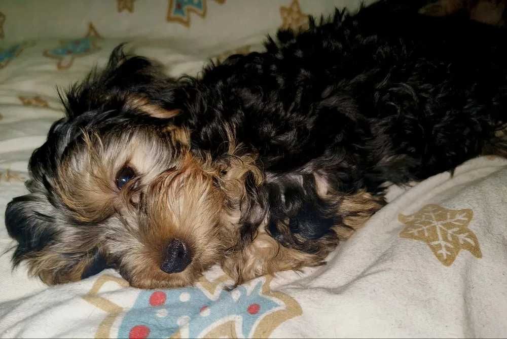 Yorkshire Terrier