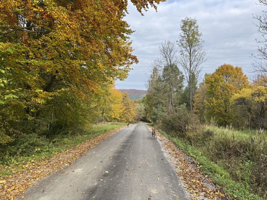 Domek do wynajecia Bieszczady/ferie/narty