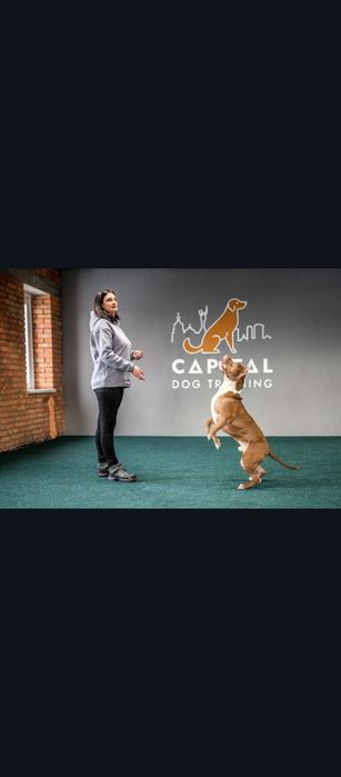 Кінолог Дресирування Пітбуль тер'єр, Стаффоширський тер'єр Буллі