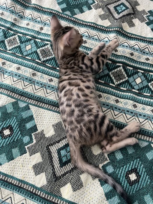 Бенгальске кошенятко