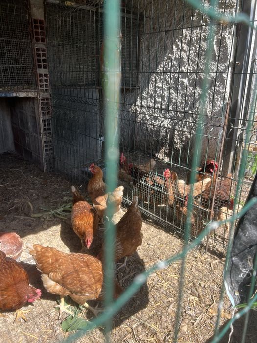 Ovos de galinhas do campo