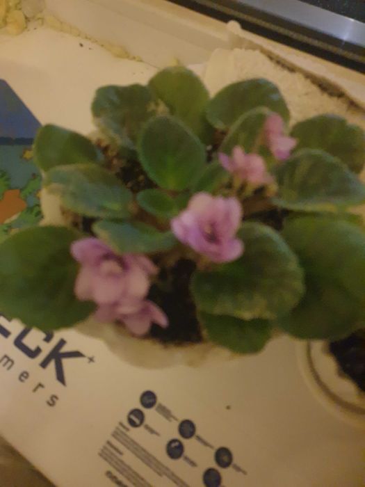 Кімнатні рослини