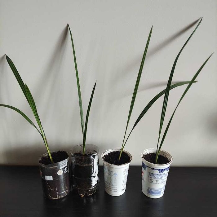 palma daktylowa daktyle z Tunezji  1 sadzonka ukorzeniona