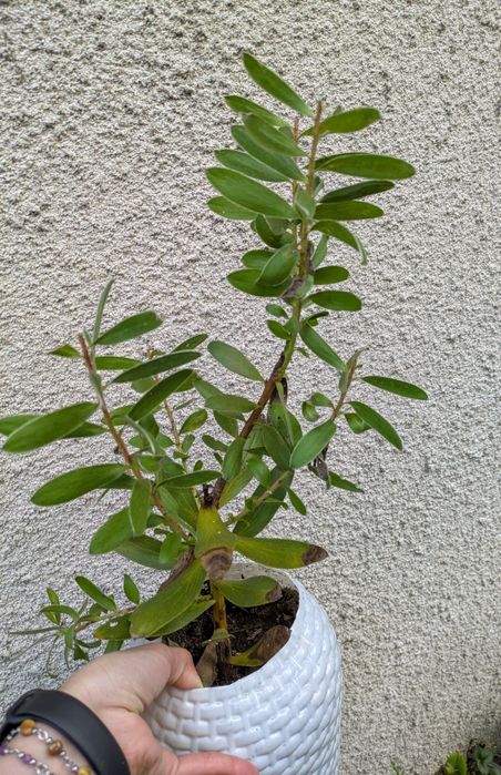 leucadendron verde - protea