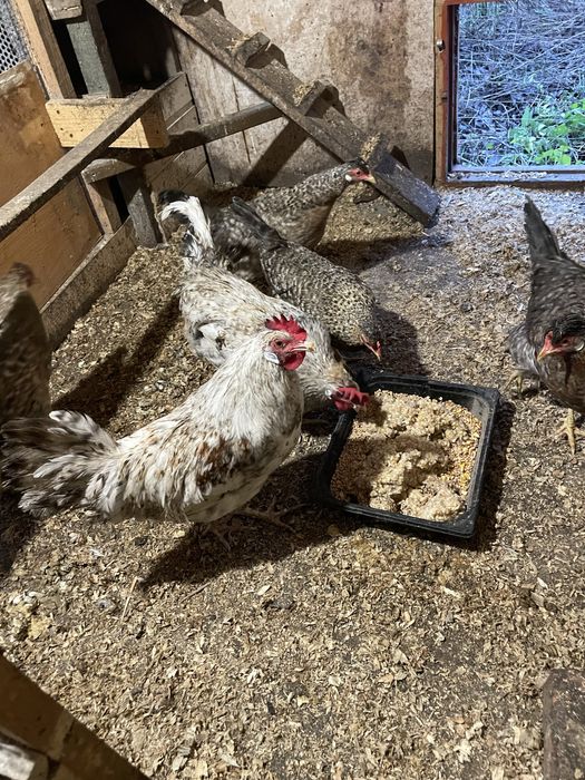 Кури Легбар сімʼя