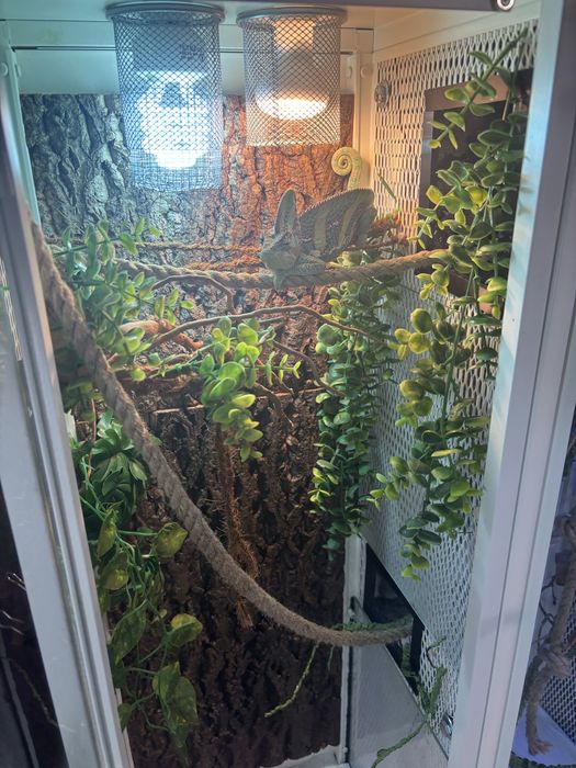 Terrarium dla kameleona, gekona, gadów