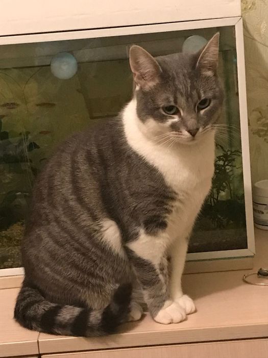 Шукаю кішку Машу м, Київ, Теремки . Зникла 30,09,2024