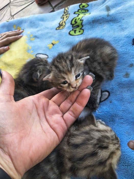 Віддам кошенят безкоштовно