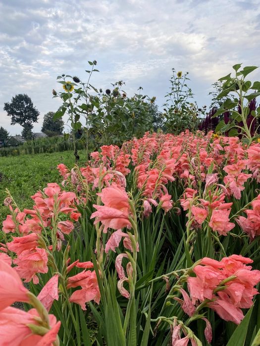 Гладіолус, гладіолуси, цибулина, квіти, косарик, косарик.