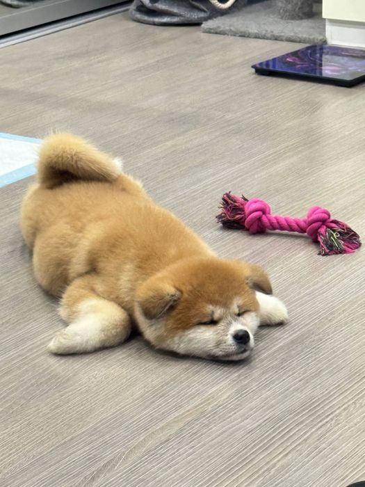 Дівчинка японської  Акіта іну 3 місяці