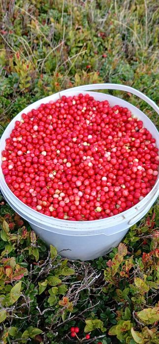 Брусниця сушена, карпатська (брусника)