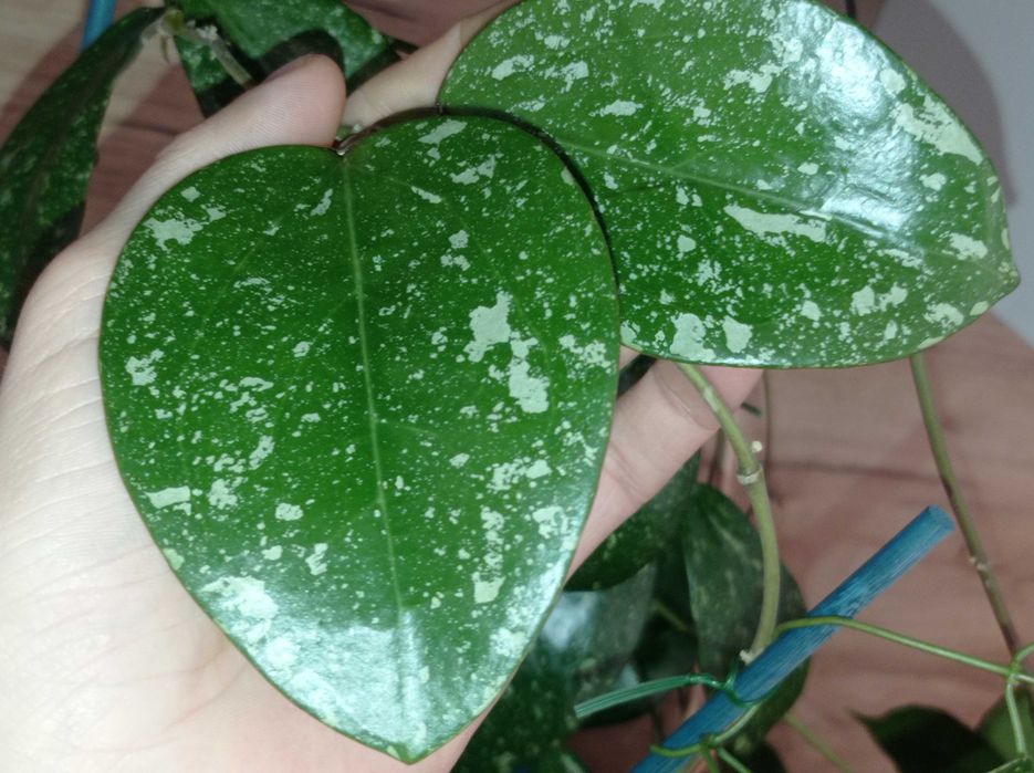 Hoya Hoja PARASITICA lao cięta