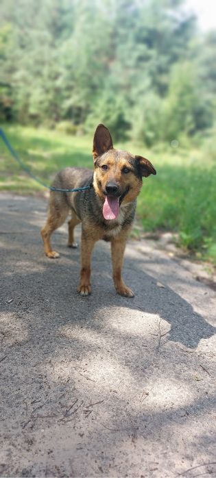 Pies w typie owczarka, gotowy na wspólne przygody